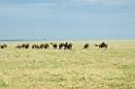 Ndutu Gnu vandring00